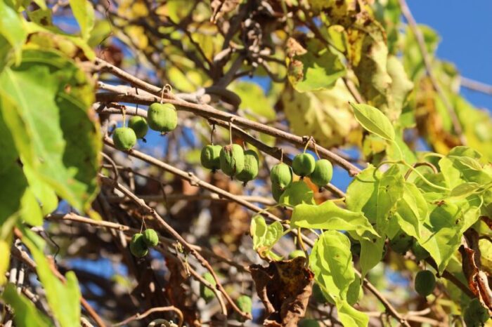 actinidia kolomikta, actinidia, kiwi