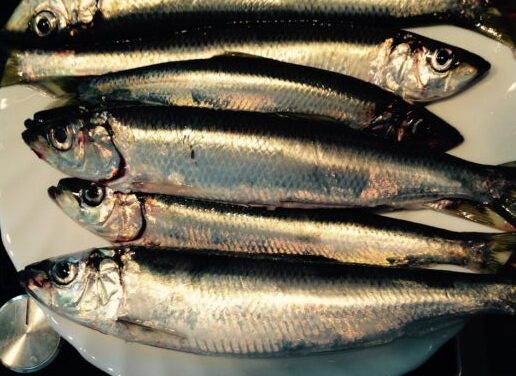 baltic sea herring fishes herring 997831-e1694521812205.jpg