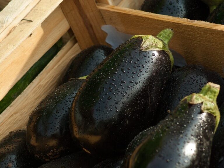 eggplants market vegetables food 1707629