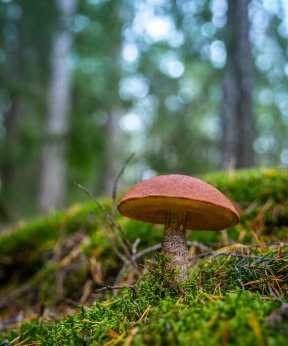Brown Mushroom On Ground
