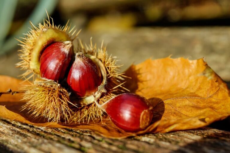 chestnut, nature, sweet chestnut