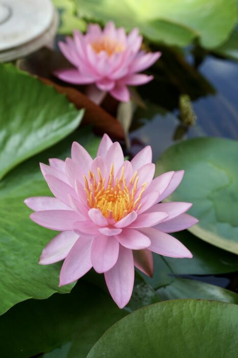 Close-Up Shot of Blooming Lotus Flower