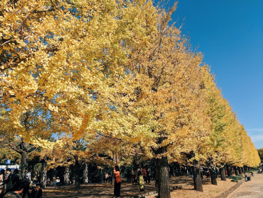 people walking on park with yellow leaf trees during daytime