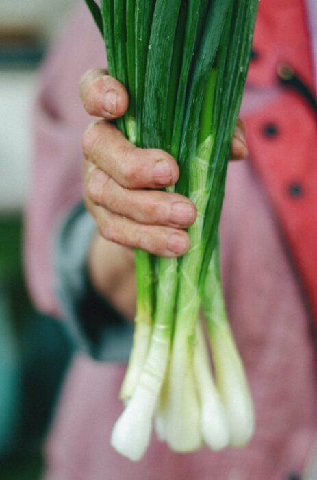 Close-up of Old Person Hand Holding Bunch Green Onion