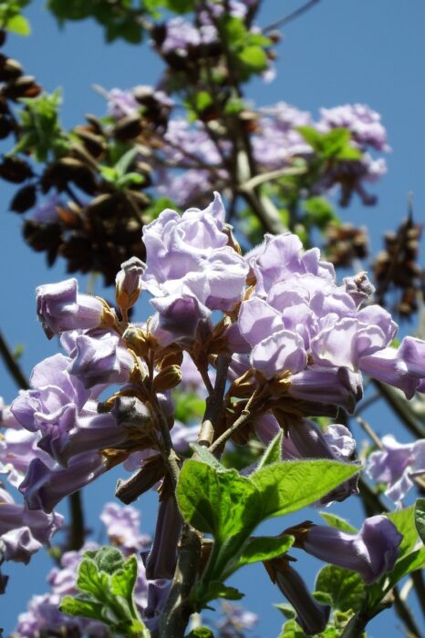 paulownia, spring, flower background